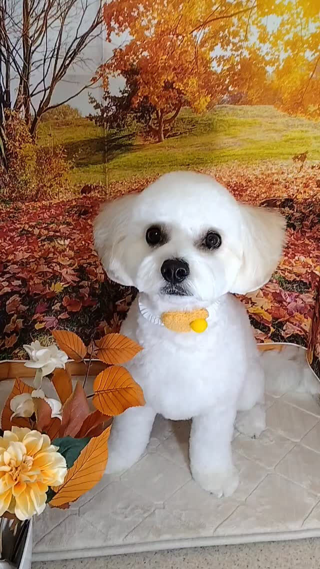 アルくん🐶