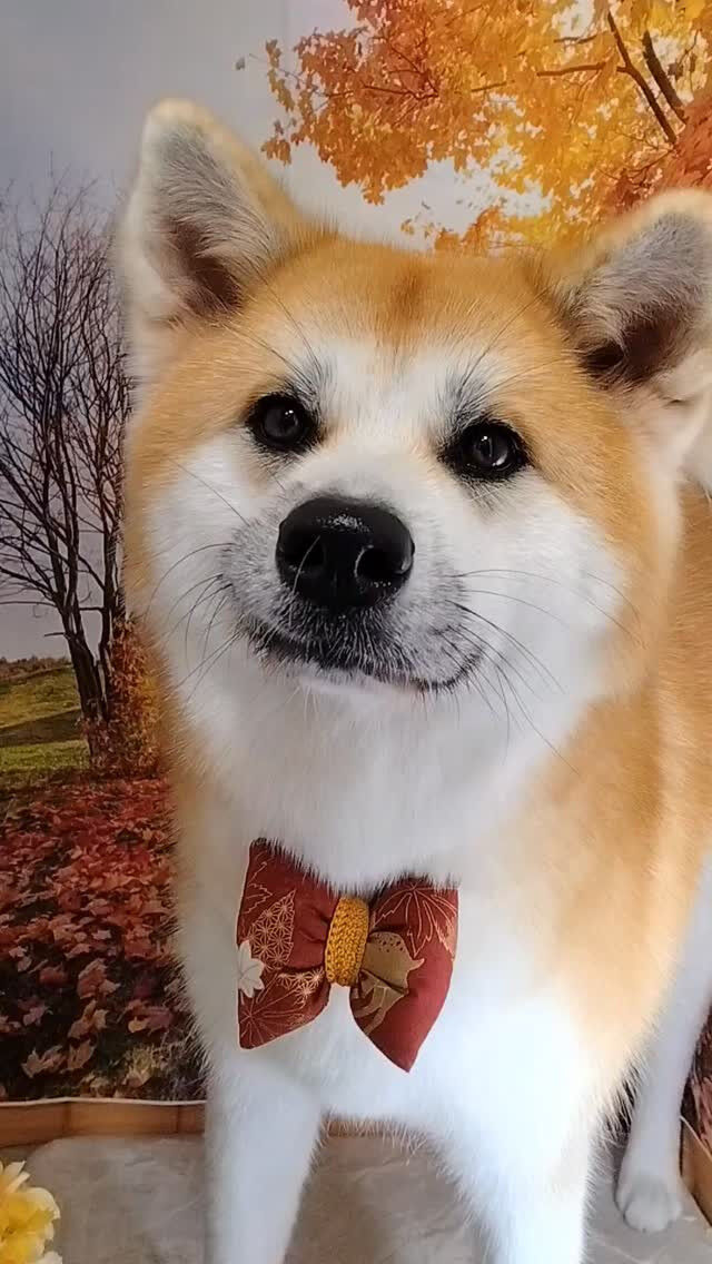 輝ちゃん🐶