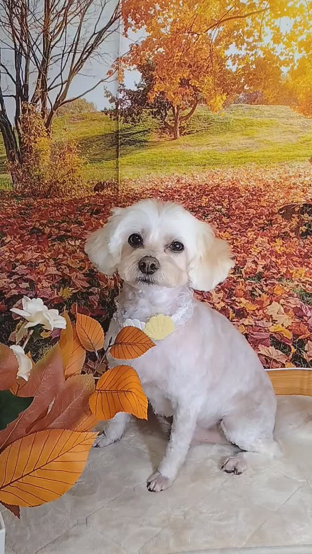 ココちゃん🐶