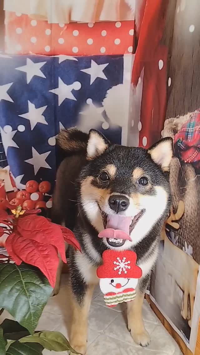 カイくん🐶