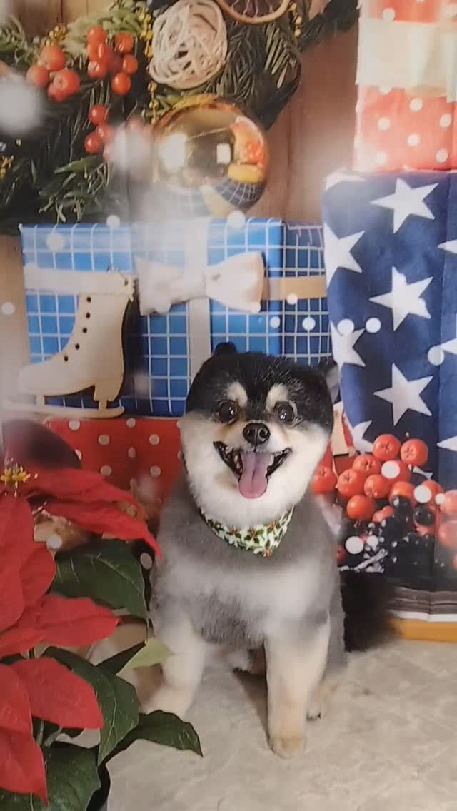 ソラくん🐶