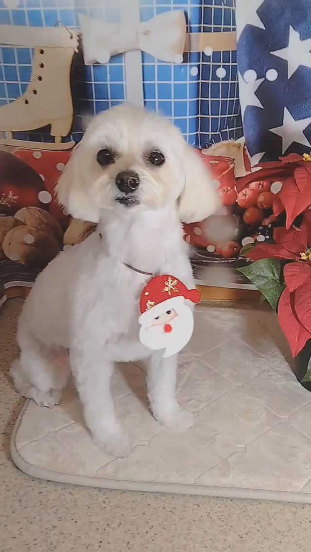 まろちゃん🐶