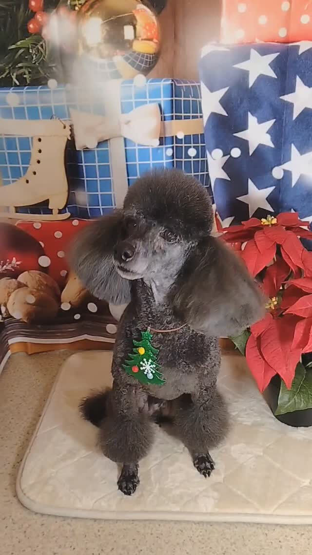 いわのりちゃん🐶