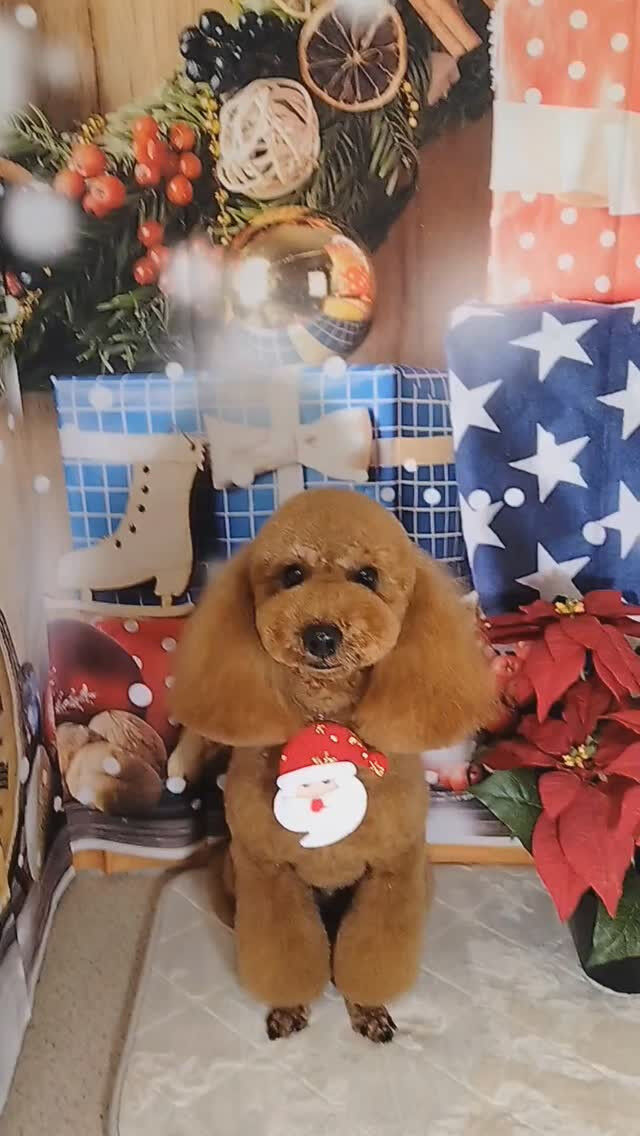 天ちゃん🐶