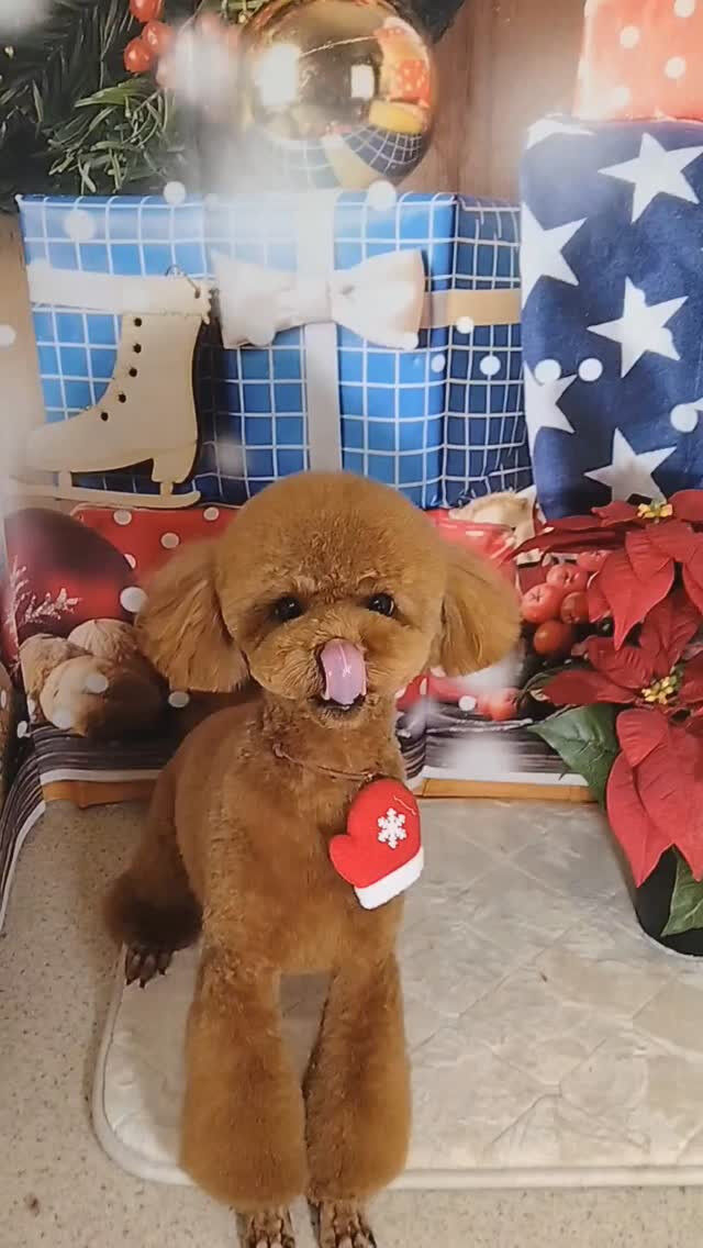 文ちゃん🐶
