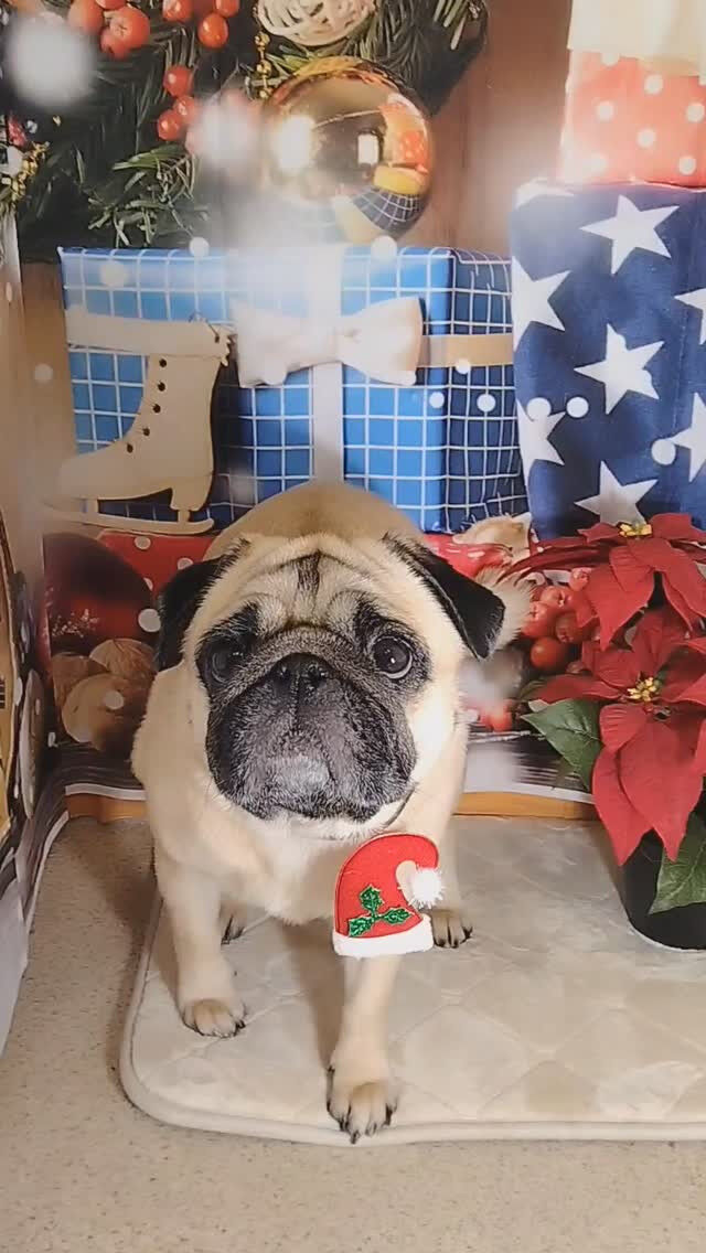 文豪朗くん🐶