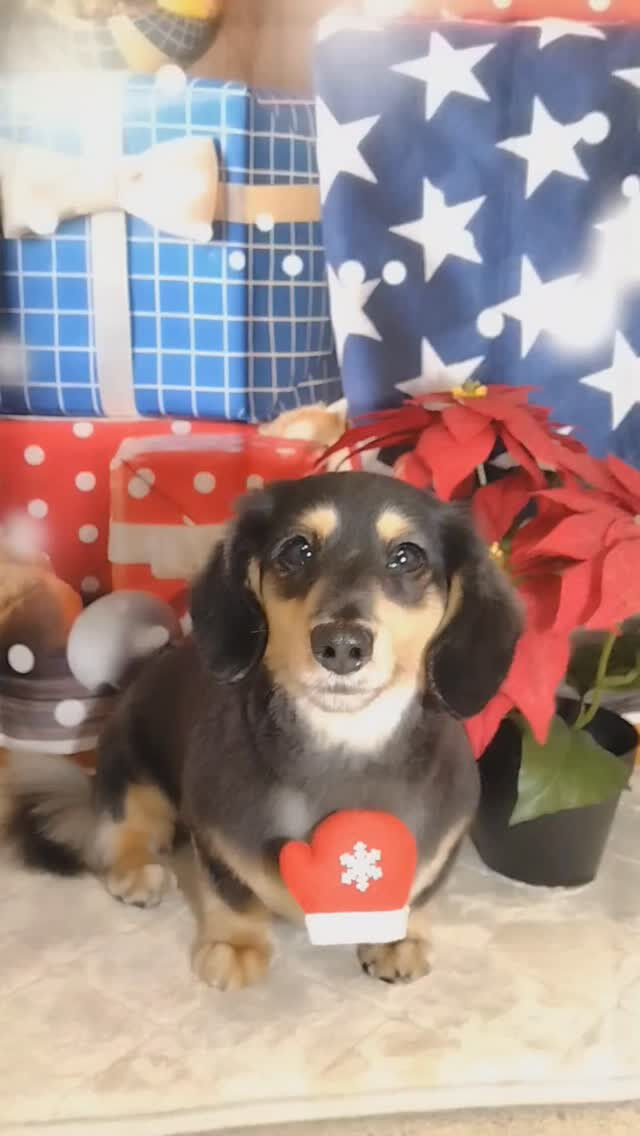 胡白ちゃん🐶