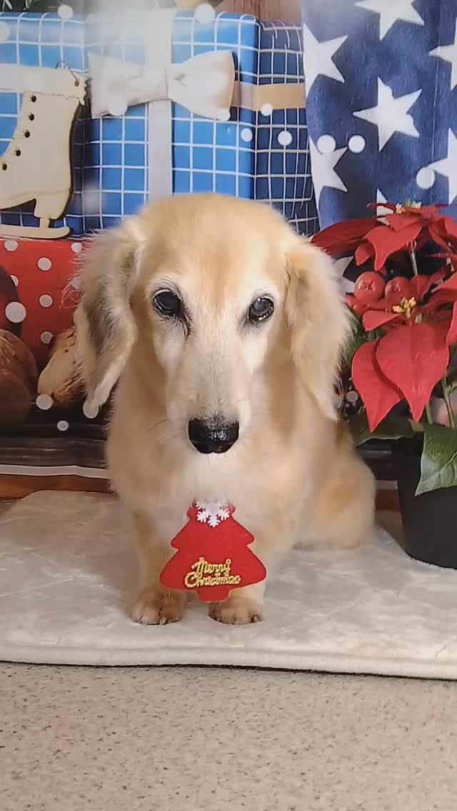 マロンちゃん🐶