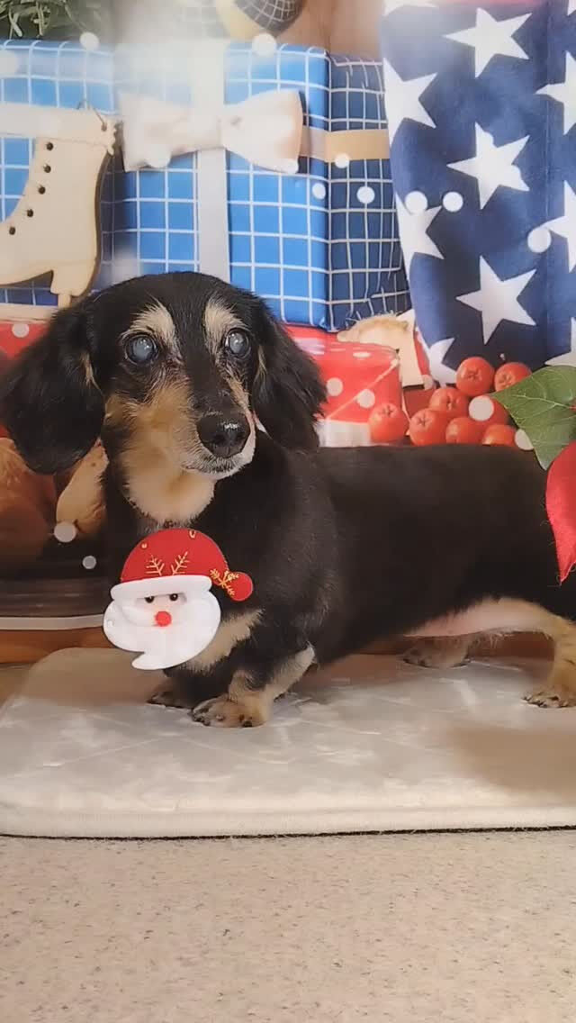 マロンちゃん🐶