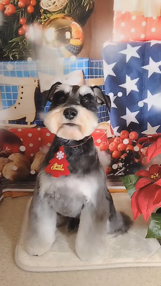 あかねちゃん🐶