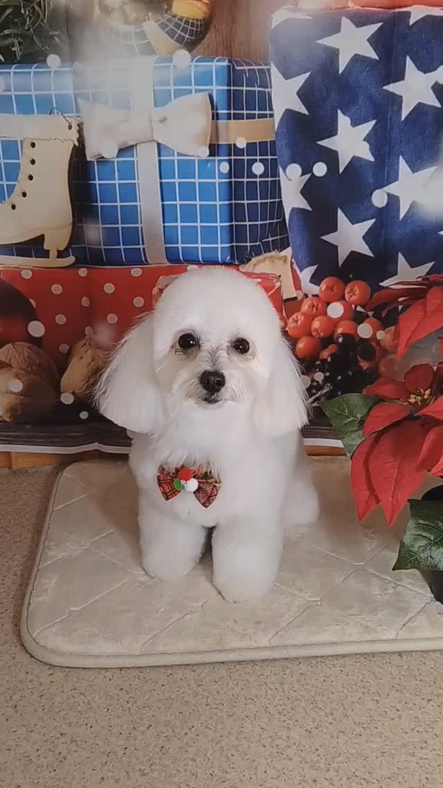 マロちゃん🐶