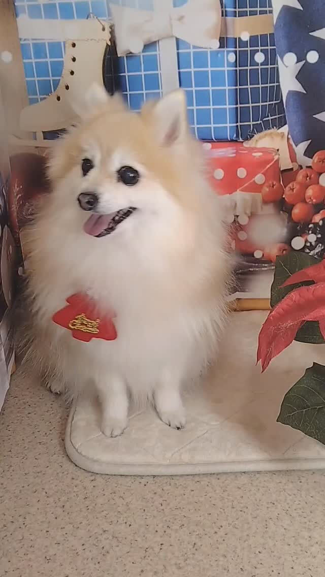 おまめちゃん🐶
