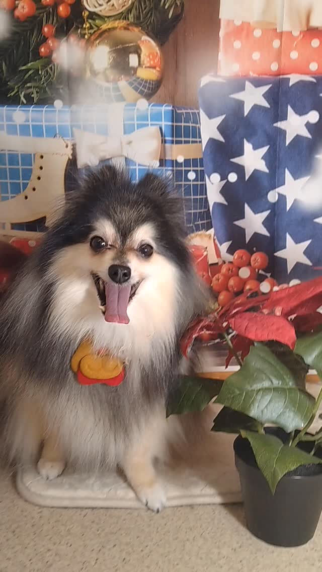 レオくん🐶