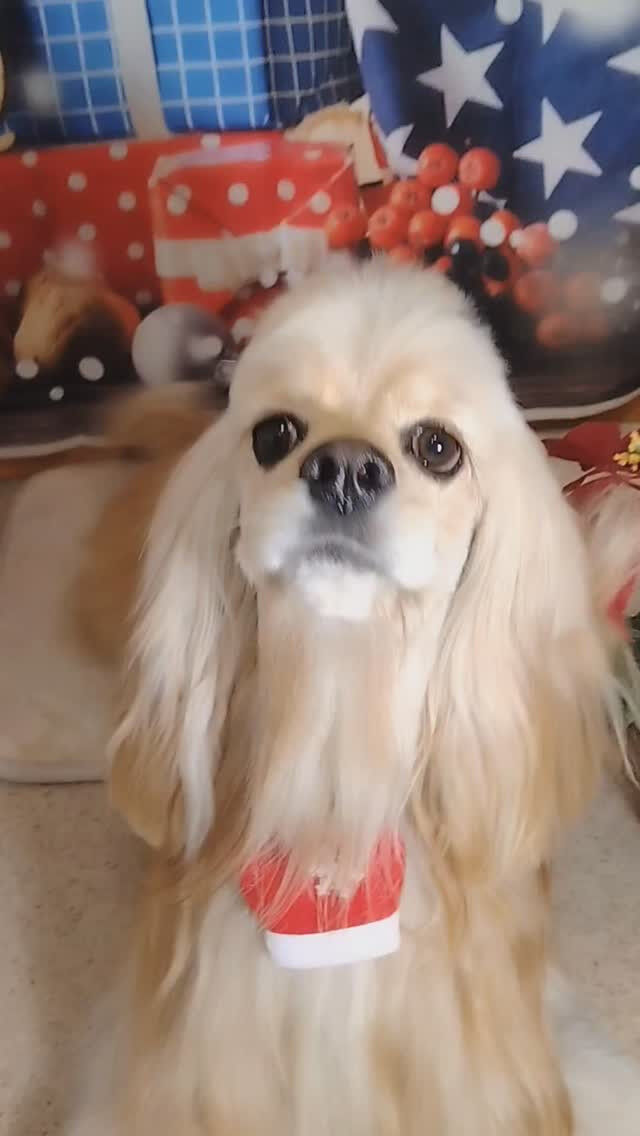 ペコちゃん🐶