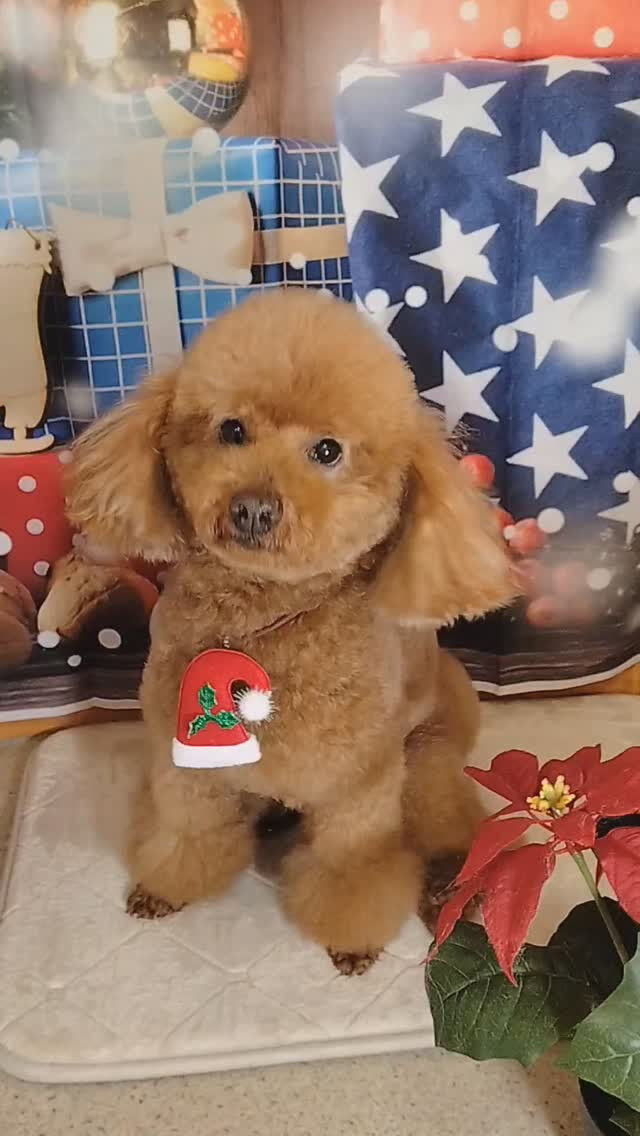 ムギちゃん🐶