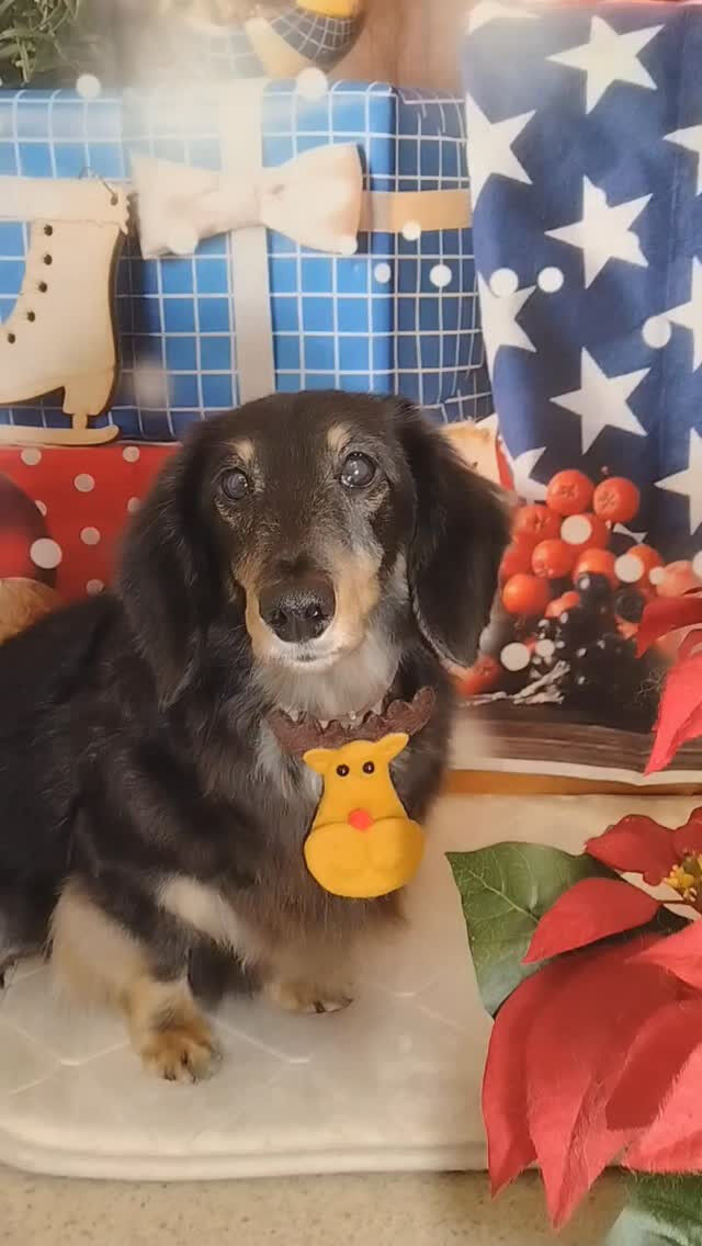 ザビエルくん🐶