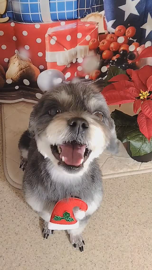 小鉄くん🐶