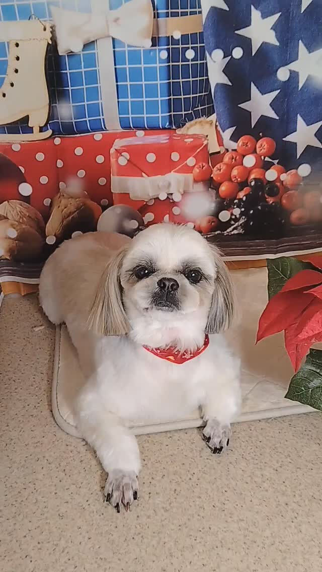 サランちゃん🐶