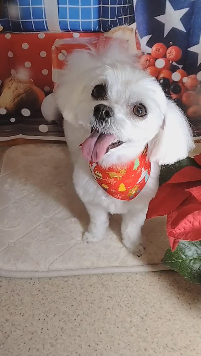 クリちゃん🐶