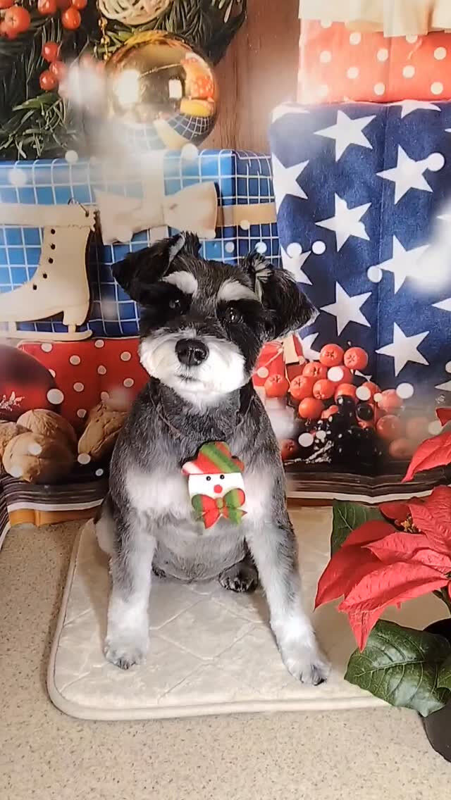 紅ちゃん🐶
