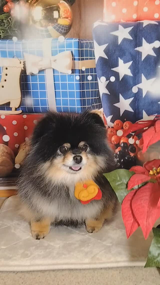 キナコちゃん🐶