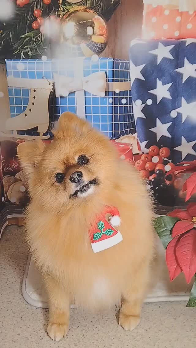 マロンちゃん🐶