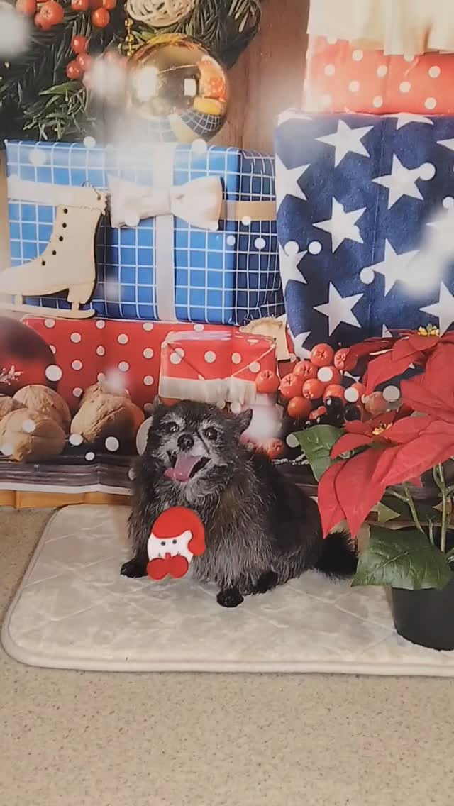 ヒメちゃん🐶