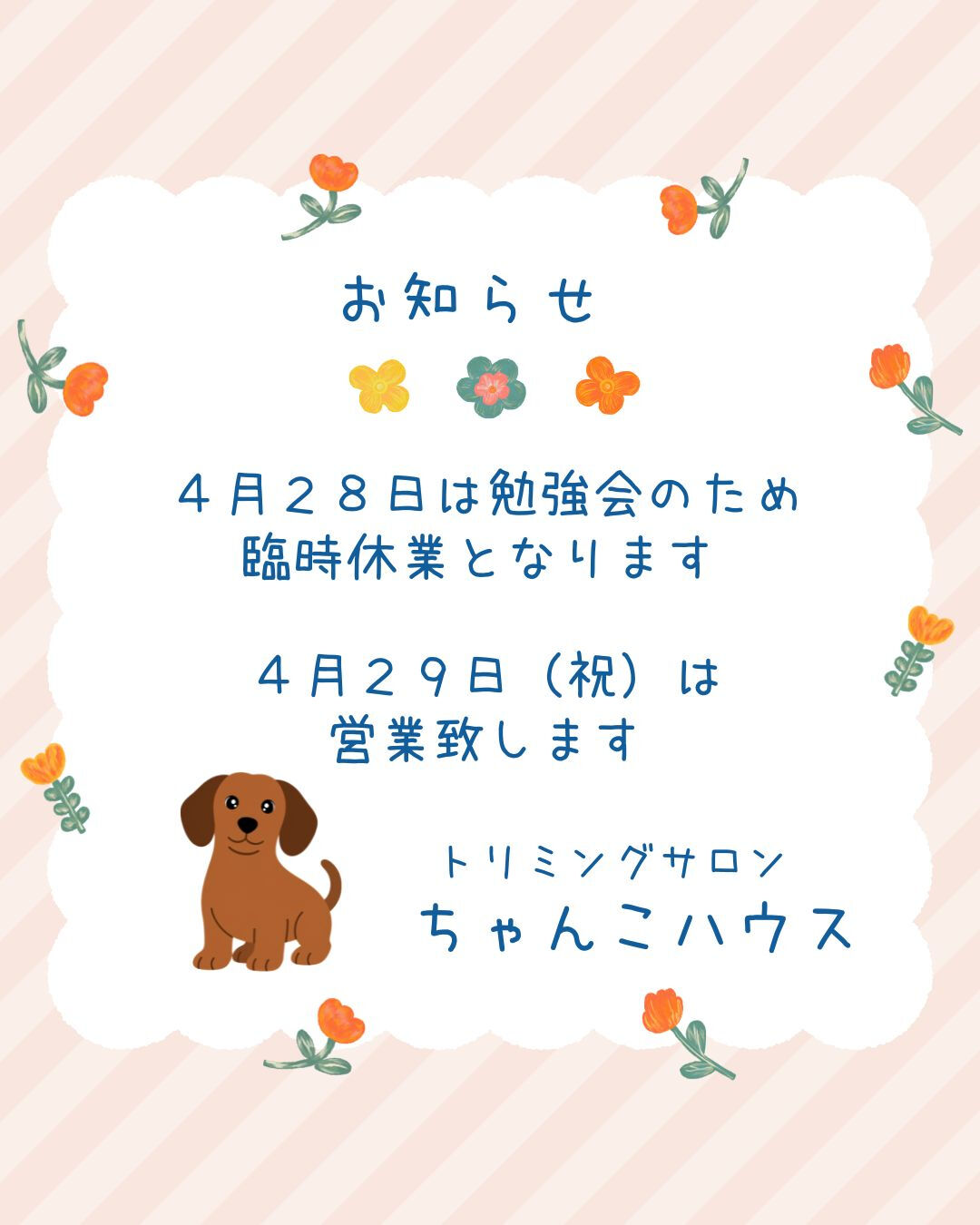 トリミングサロンちゃんこハウスからのお知らせです🐶