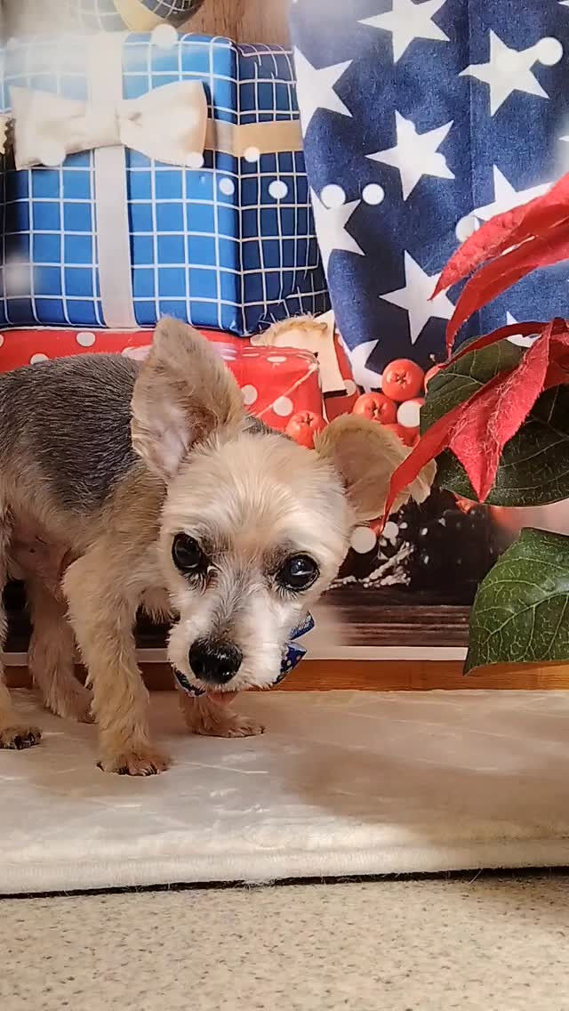鈴太郎くん🐶