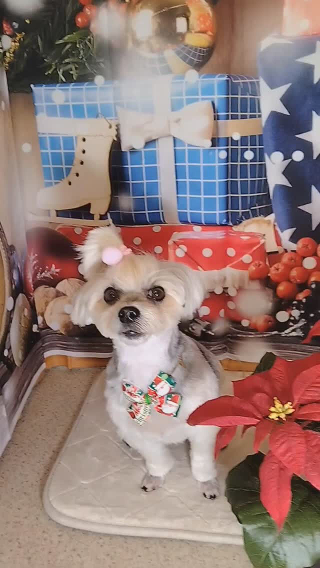 のんちゃん🐶