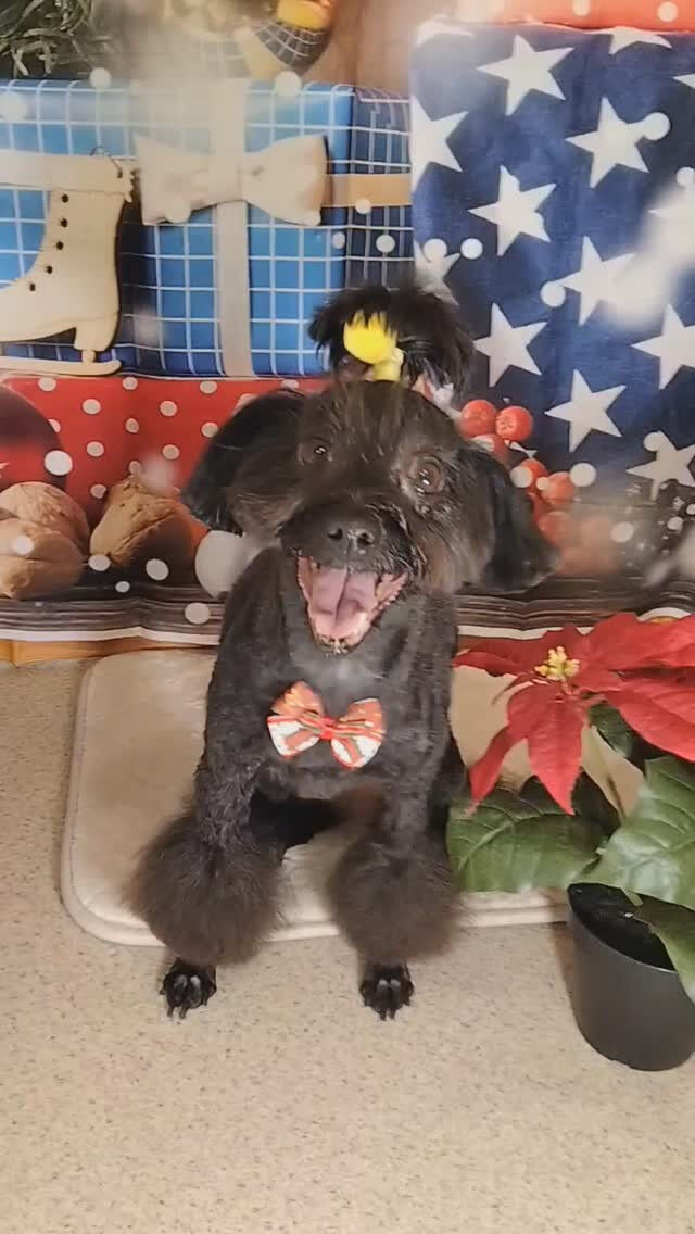 ナツちゃん🐶