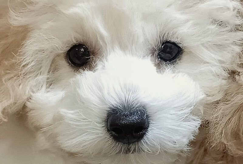 画像2644：トリミングサロンちゃんこハウスからのお知らせです🐶