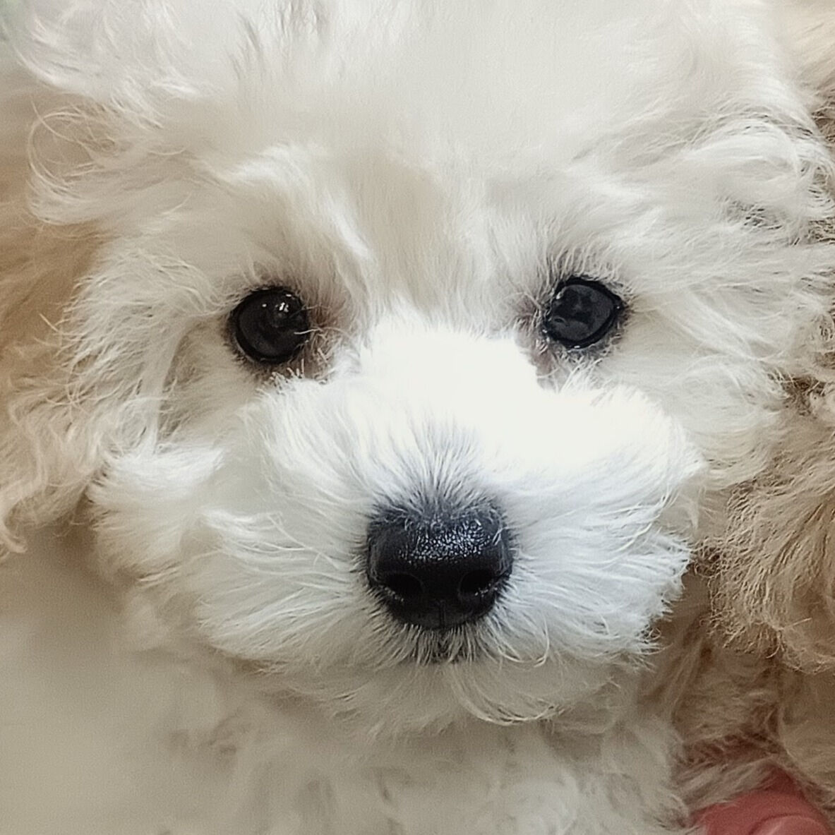 トリミングサロンちゃんこハウスからのお知らせです🐶