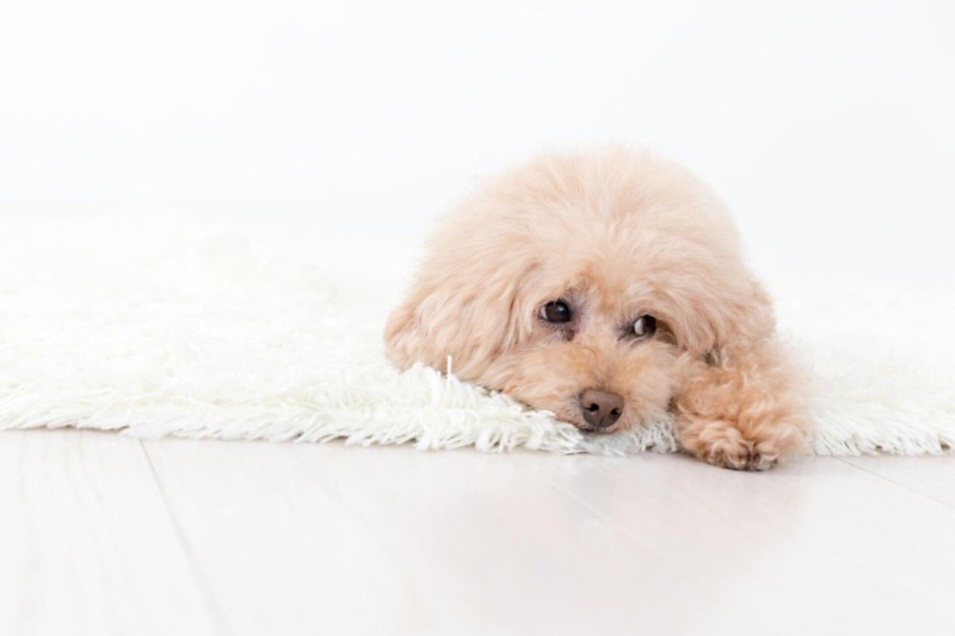 子犬