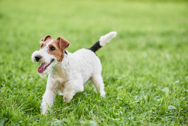 小型犬